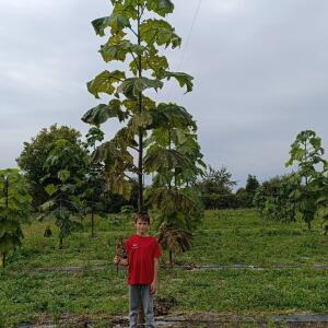 Paulownia en France