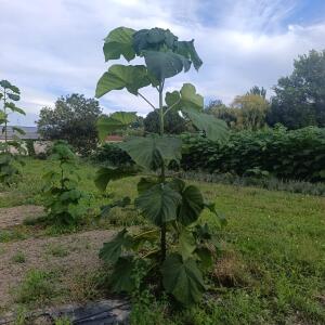 Paulownia en France