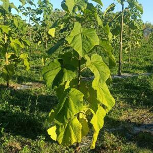 Paulownia en France - 17 October 2025