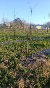 Paulownia en France - 4 January 2026