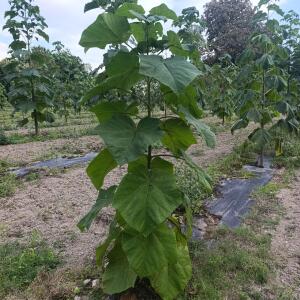 Paulownia en France