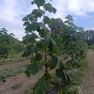 Paulownia en France