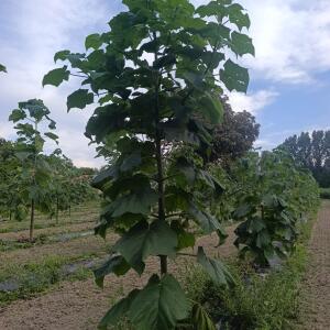 Paulownia en France