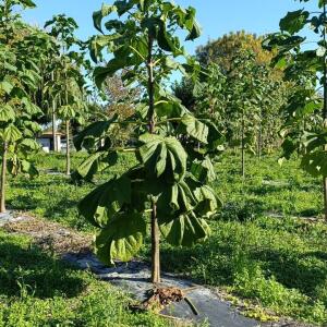 Paulownia en France - 17 October 2025