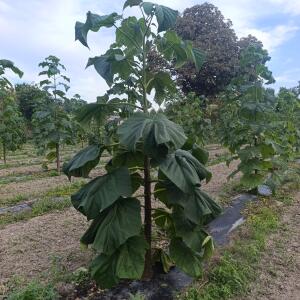 Paulownia en France