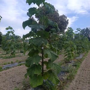 Paulownia en France