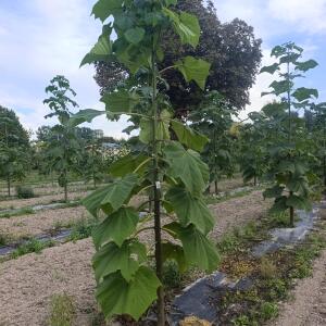 Paulownia en France