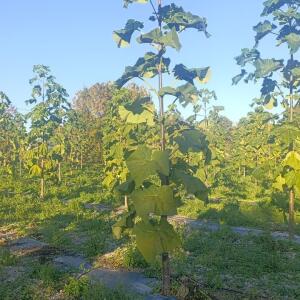 Paulownia en France