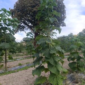 Paulownia en France