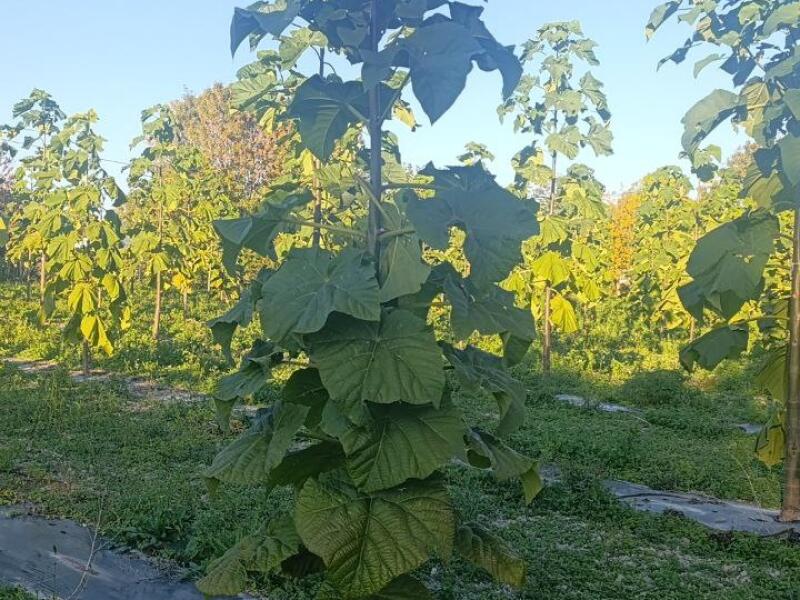 Paulownia en France