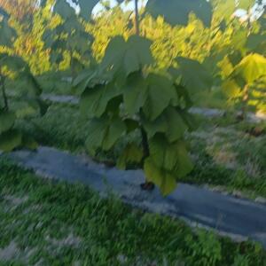Paulownia en France