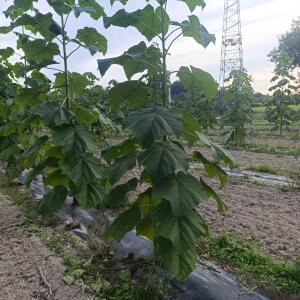 Paulownia en France