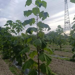 Paulownia en France