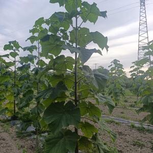 Paulownia en France