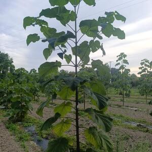 Paulownia en France