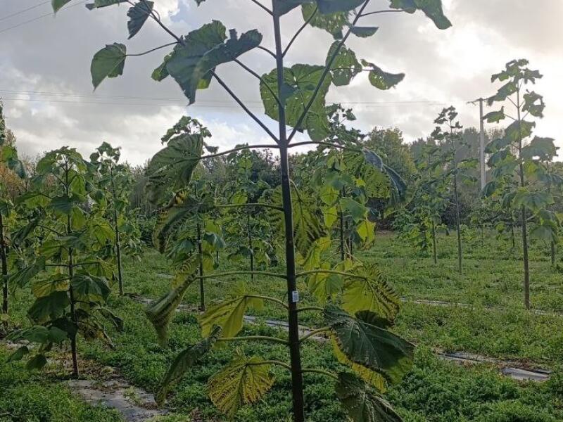 Paulownia en France