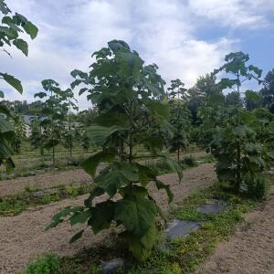 Paulownia en France
