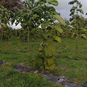 Paulownia en France