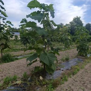 Paulownia en France
