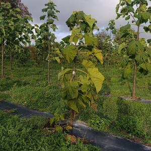 Paulownia en France - 20 October 2025