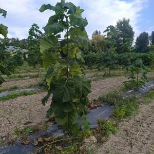 Paulownia en France