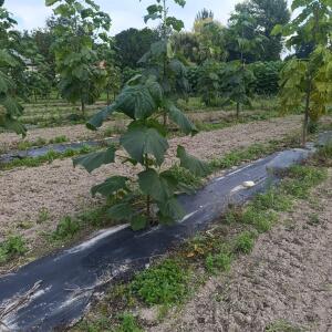 Paulownia en France