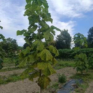 Paulownia en France