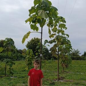 Paulownia en France