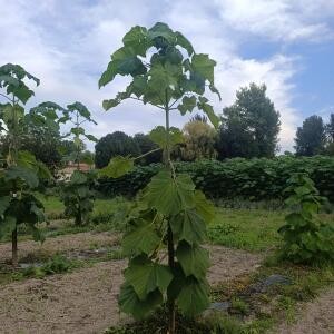 Paulownia en France