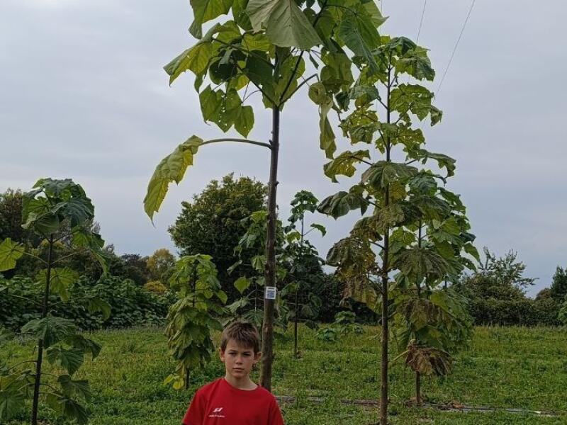 Paulownia en France