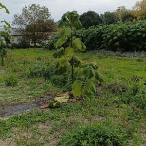 Paulownia en France