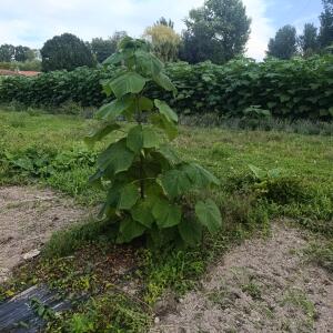 Paulownia en France