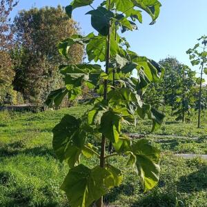 Paulownia en France - 17 October 2025