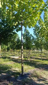 Paulownia en France