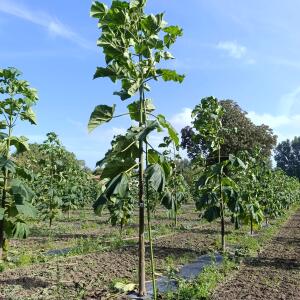 Paulownia en France