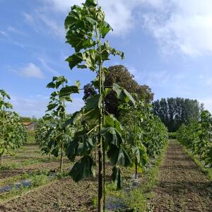 Paulownia en France