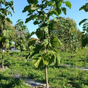 Paulownia en France - 17 October 2025