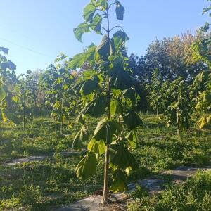 Paulownia en France - 17 October 2025