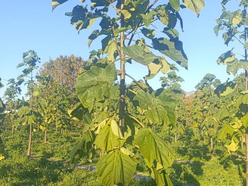 Paulownia en France