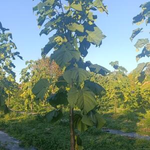 Paulownia en France