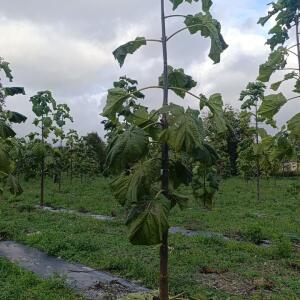 Paulownia en France