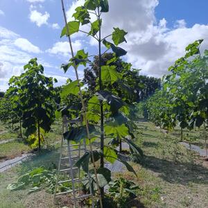 Paulownia en France