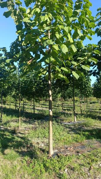 Tree #1147