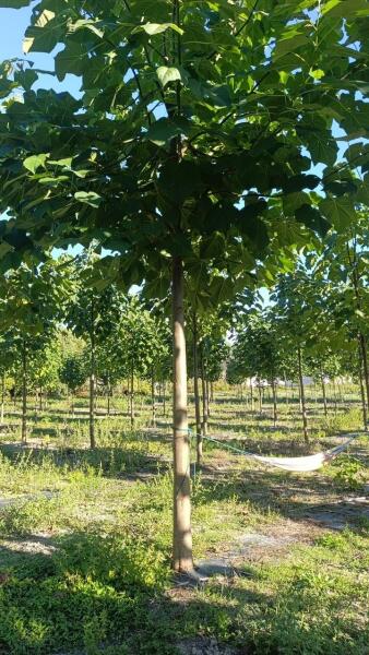 Tree #1148