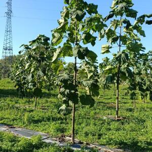 Paulownia en France - 17 October 2025