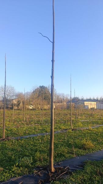 Paulownia en France