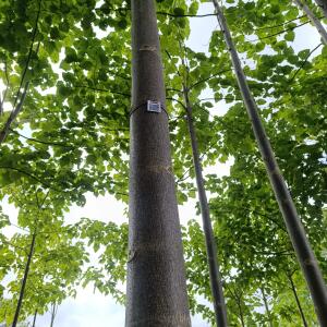 Paulownia en France