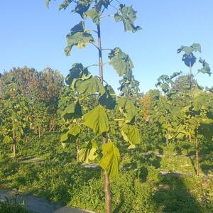 Paulownia en France
