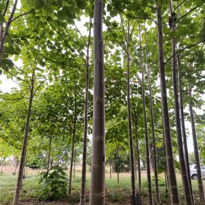 Paulownia en France