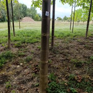 Paulownia en France